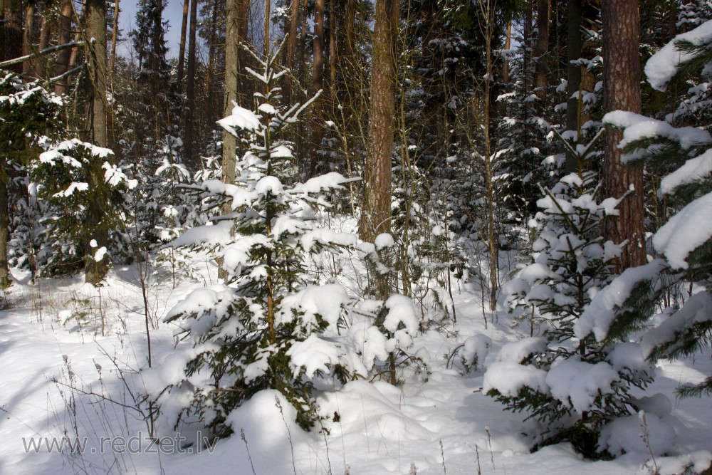 Apsnidzis mežs ziemā