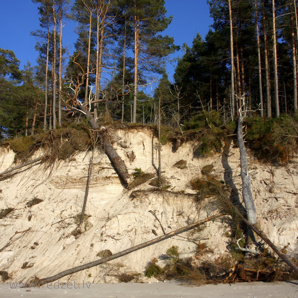Fallen Trees on the Steep Coast of Staldzene