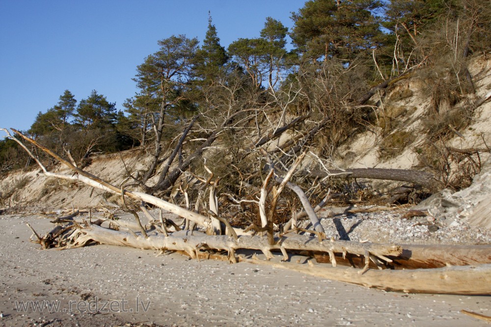 Fallen Trees on the Seashores of Kurzeme