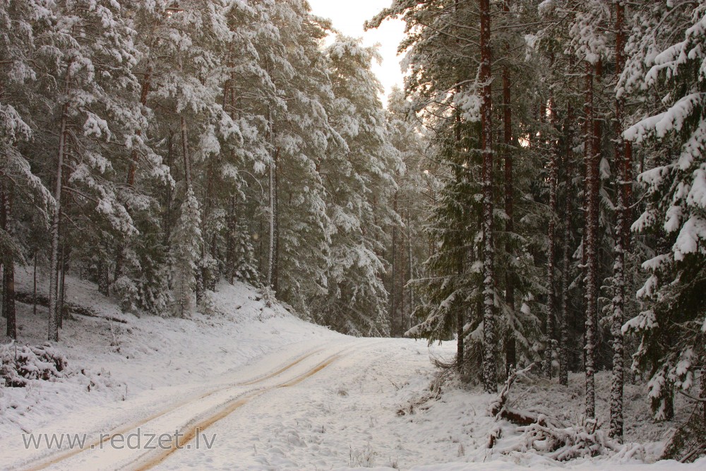 Mežs ziemā