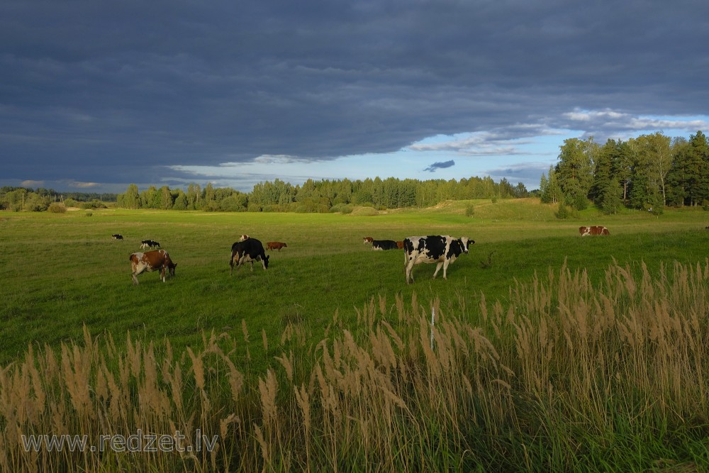 Lauku ainava ar govīm