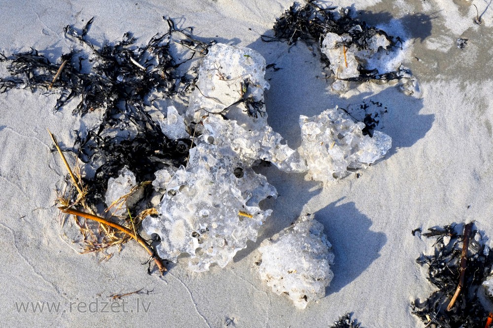 Ledus gabaliņš un aļģes pludmalē
