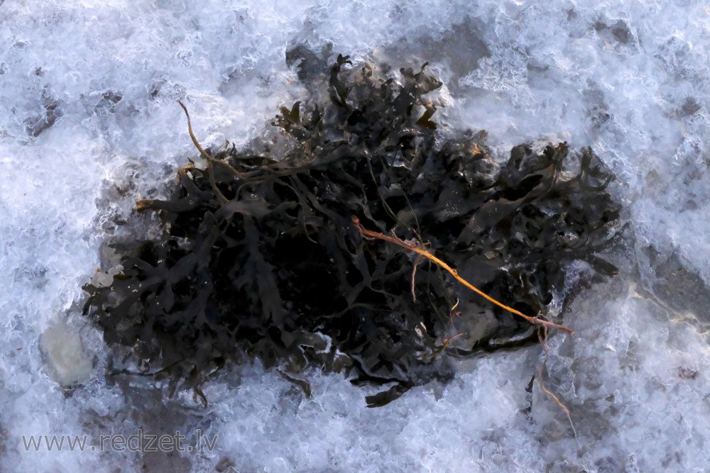 Kūstošā ledū ieskautas aļģes 