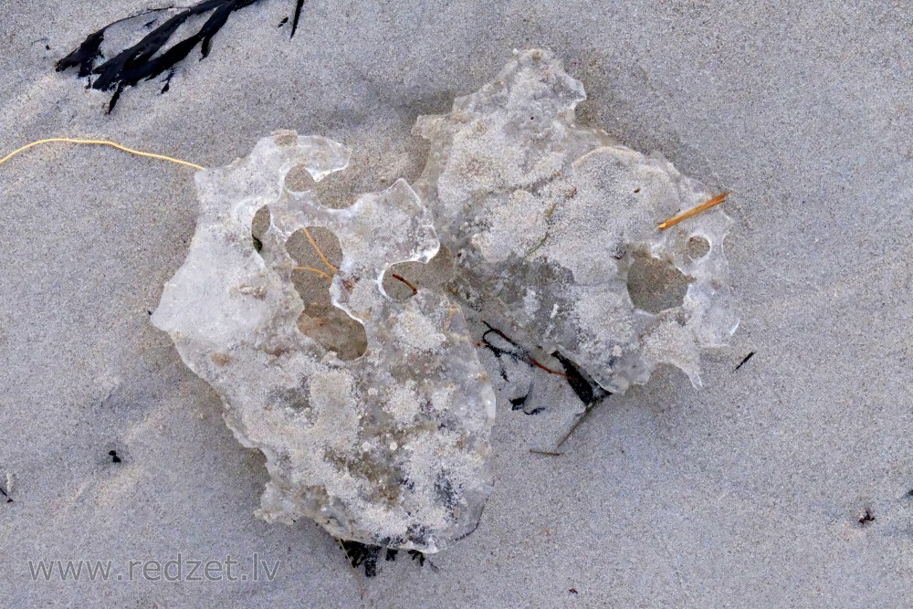 Kūstoši ledus gabaliņi pludmales smiltīs