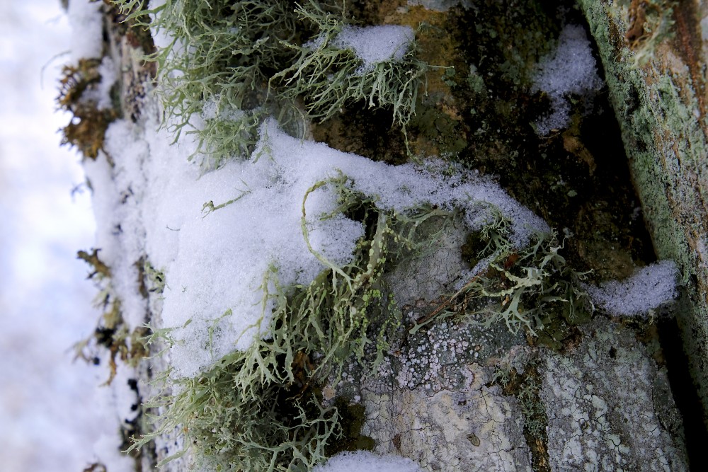 Ķērpji uz koka stumbra ziemā