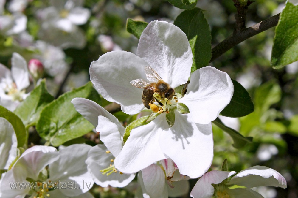 Bite abeles ziedā