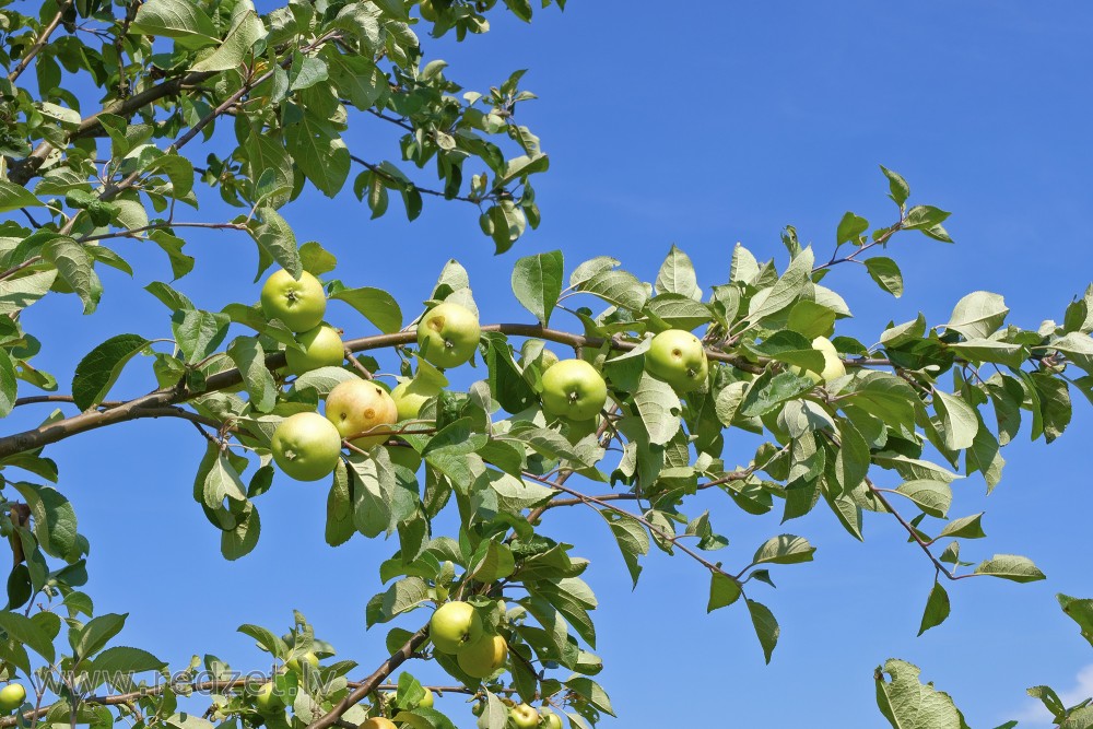 Ābeles zars ar āboliem