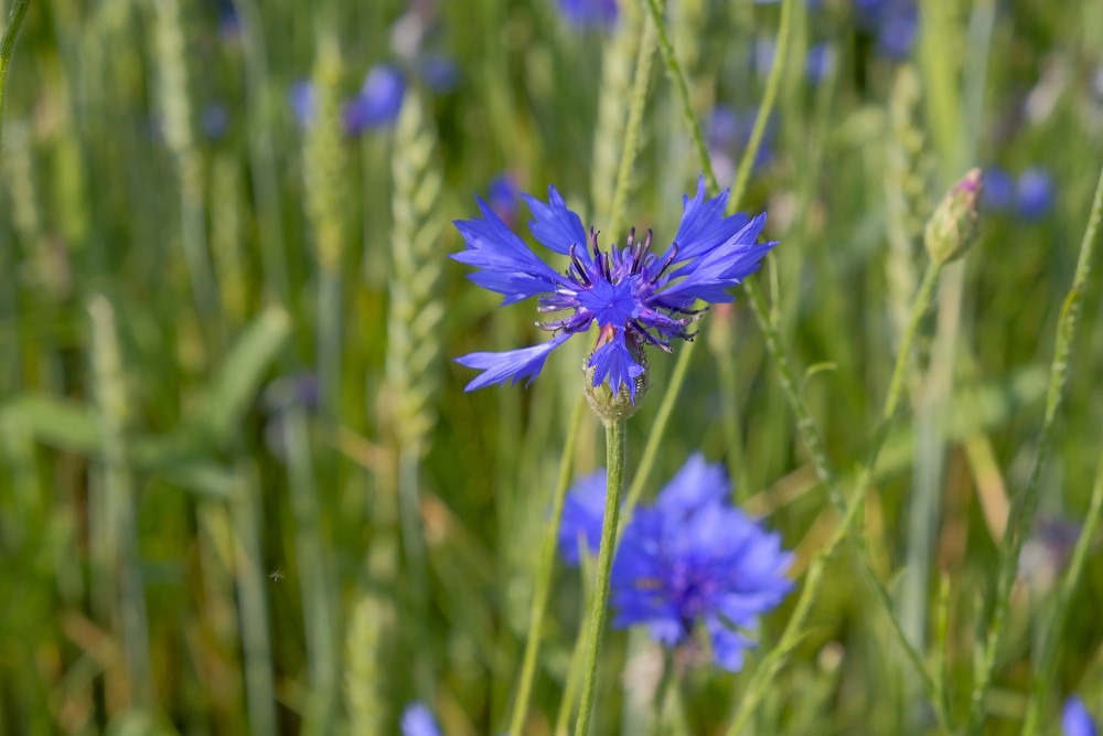 Zilā rudzupuķe (Centaurea cyanus)