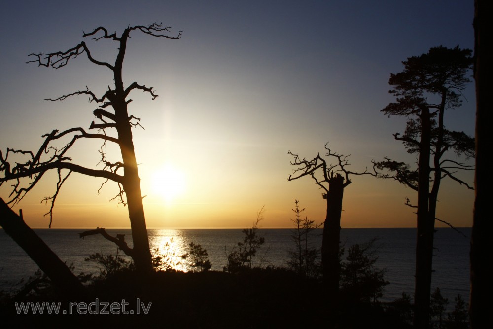 Pine Tree Silhouettes at Sunset