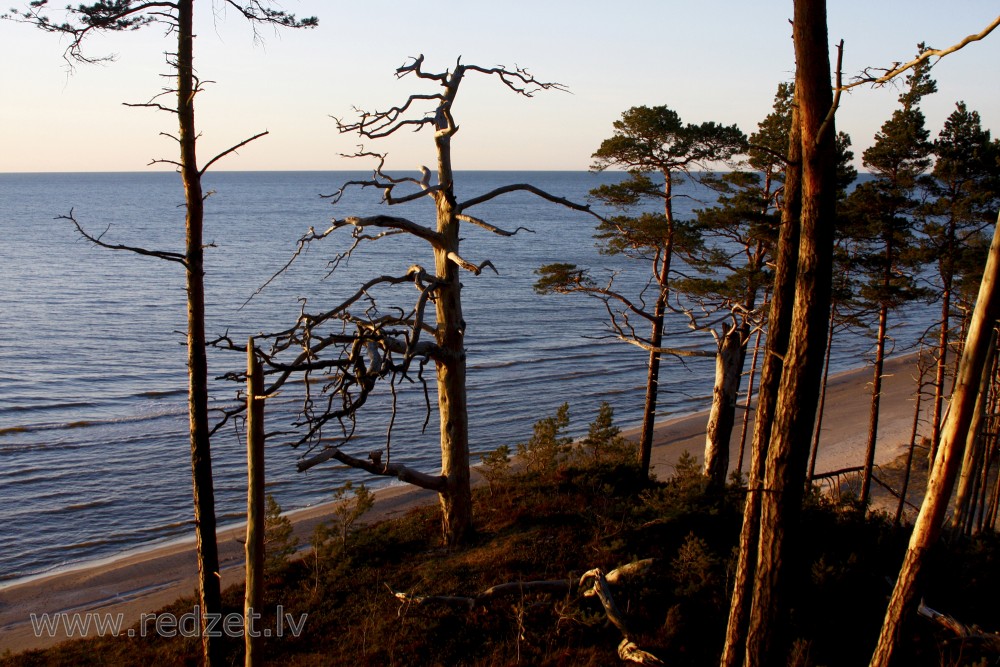 Dead Pine Tree in the Steep Coast of Staldzene