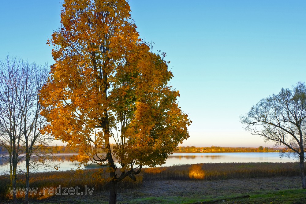 Kļava rudenī pie Marinzejas ezera