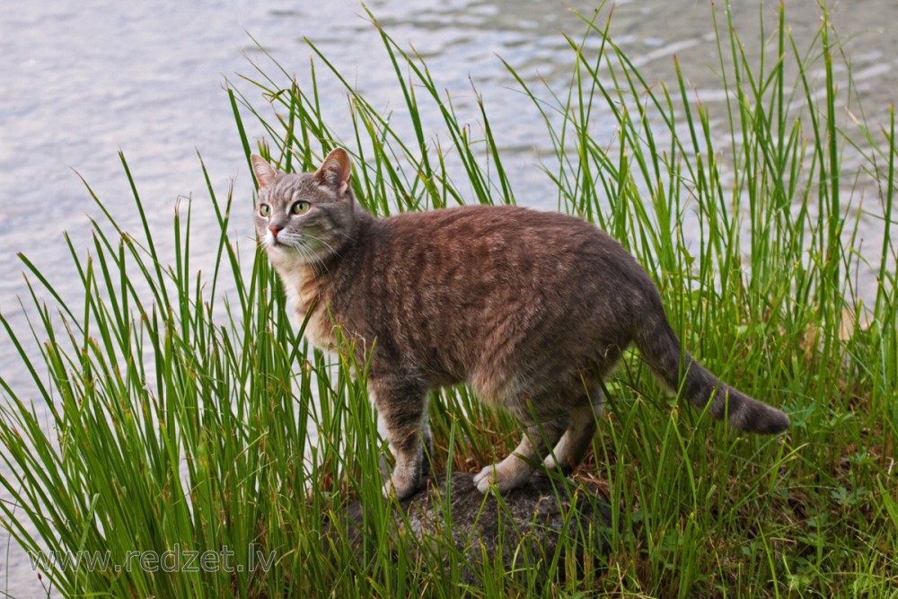 Kaķis pie ūdens