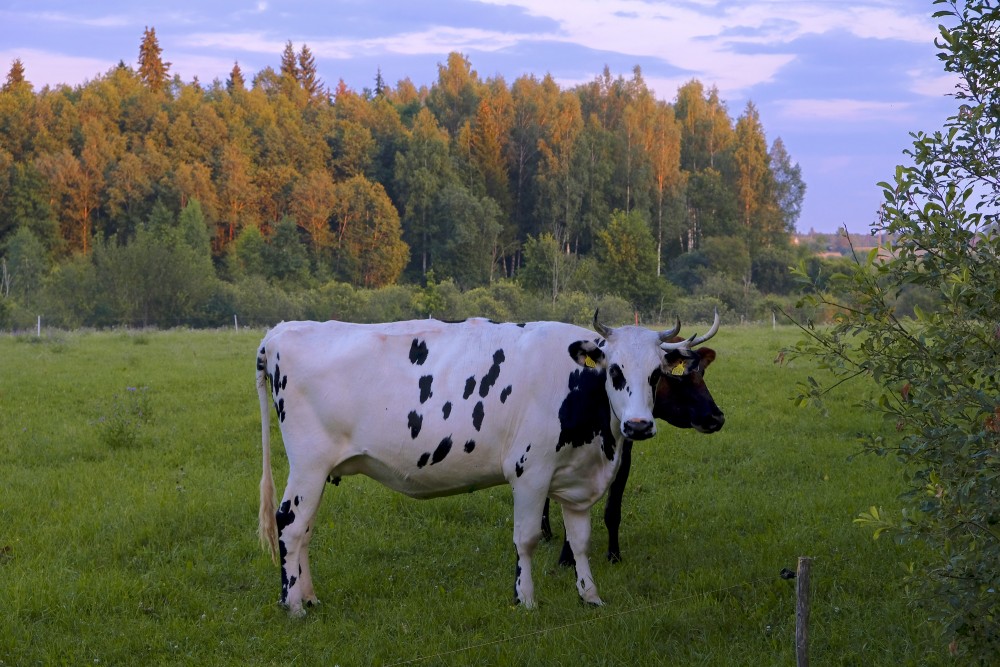 Vakara ainava ar govīm