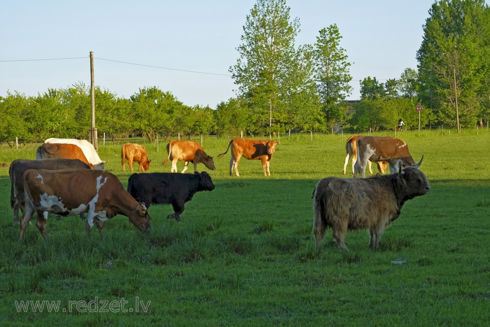 Govis ganībās ēd zāli