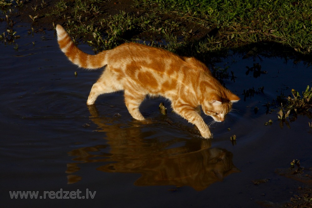 Kaķis ūdens peļķē