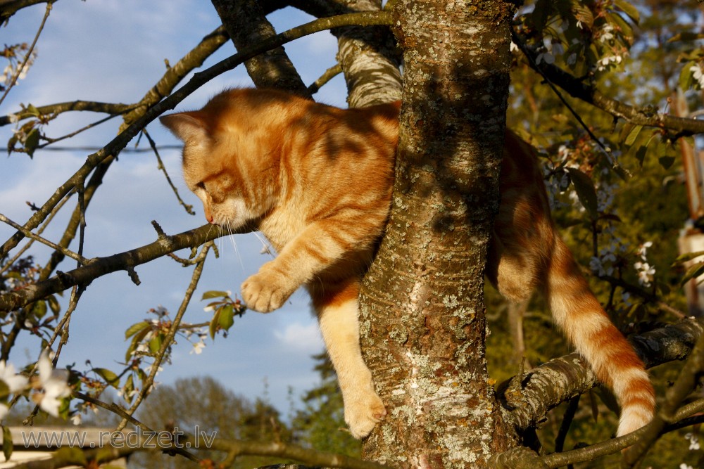 Kaķis kokā