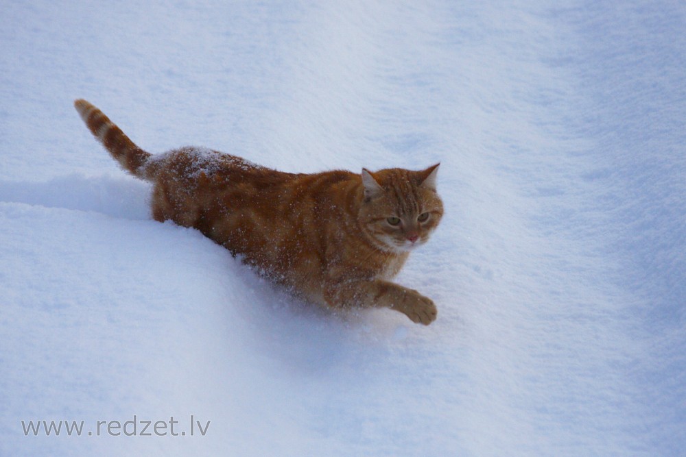 Kaķis sniegā