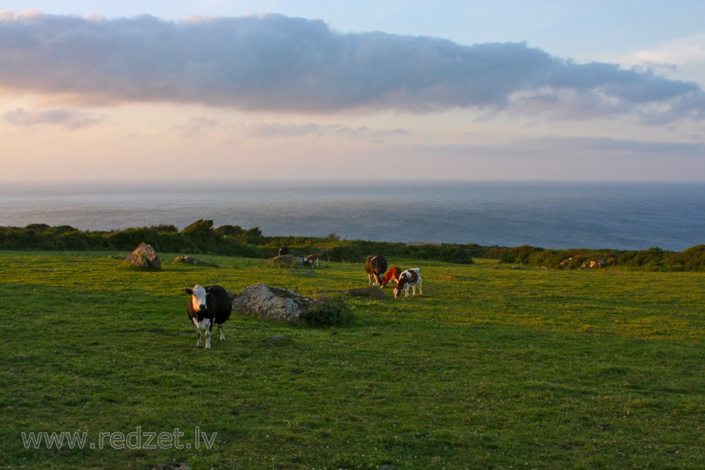 Okeāna ainava ar govīm