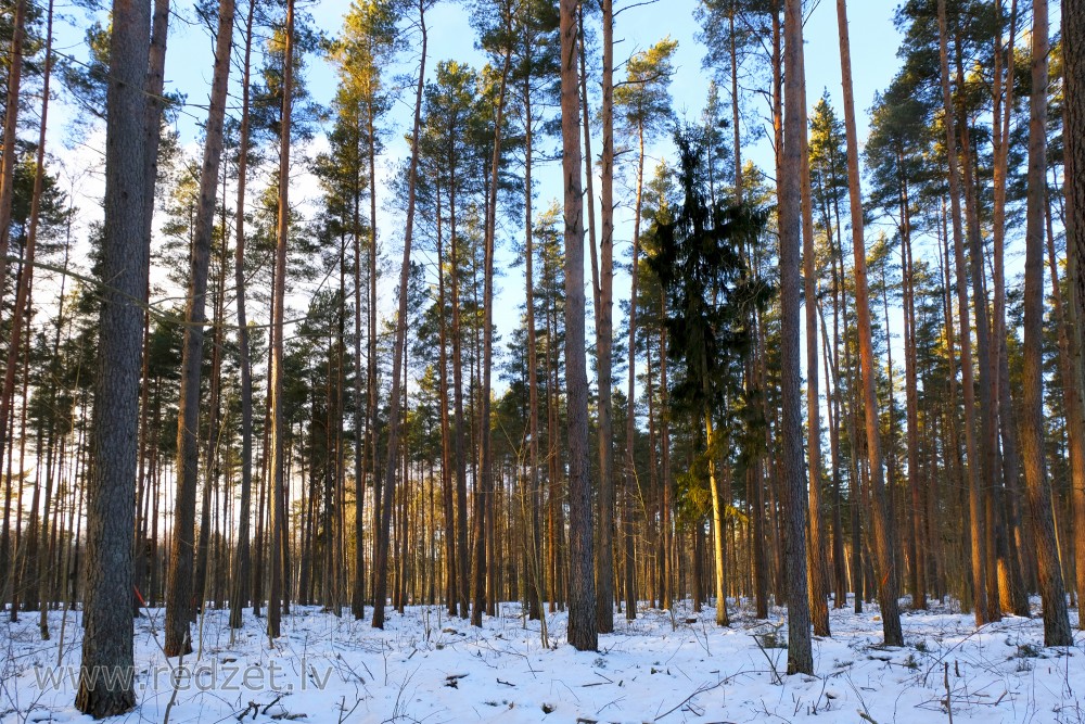 Pine Tree Forest During Winter
