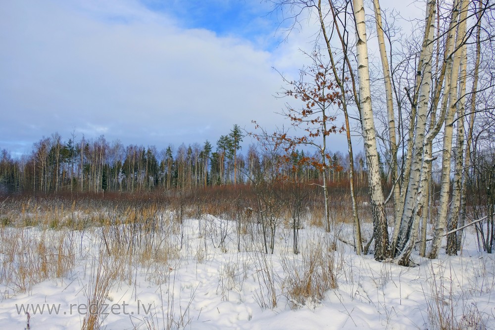 Meža ainava ar bērziem ziemā