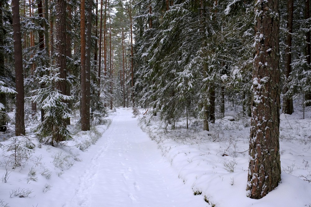 Pine Forest in Winter