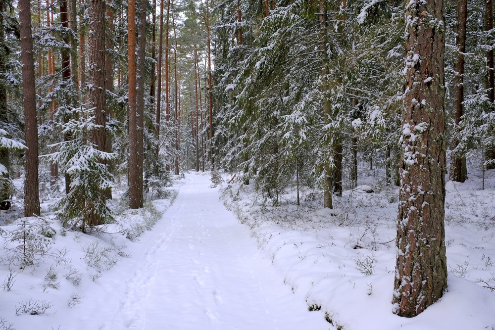 Priežu mežs ziemā