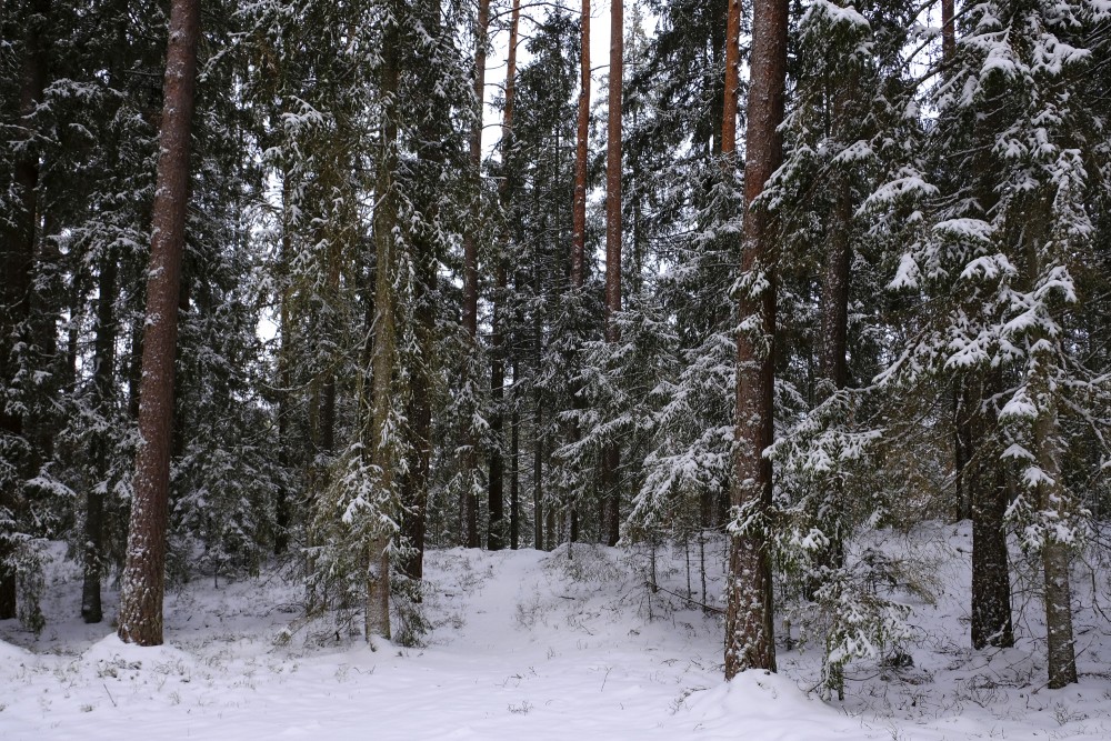 Pine Forest in Winter