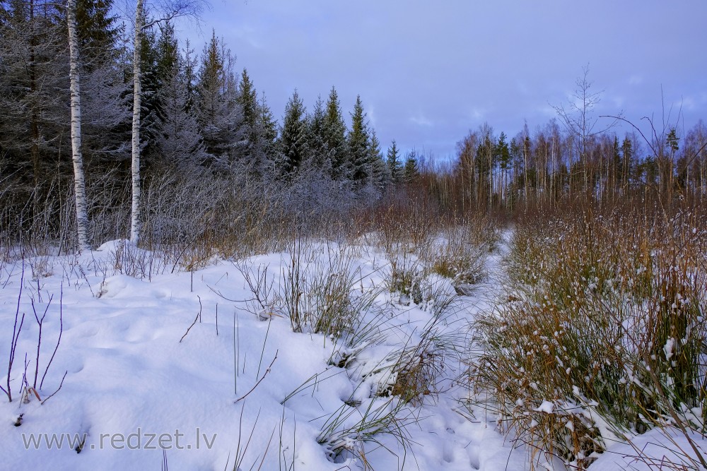 Forest in Winter