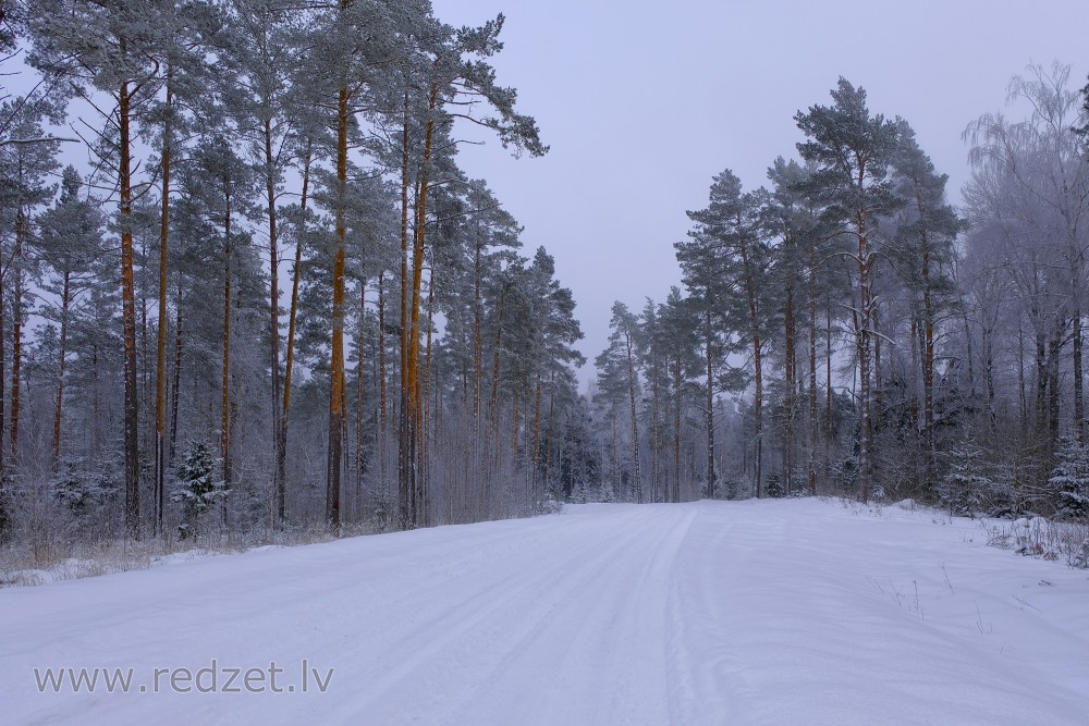 Pine Tree Forest During Winter