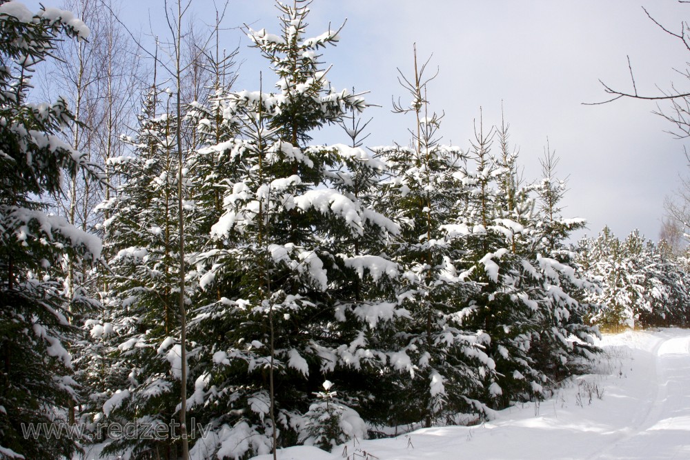 Spruce Tree Forest covered by snow