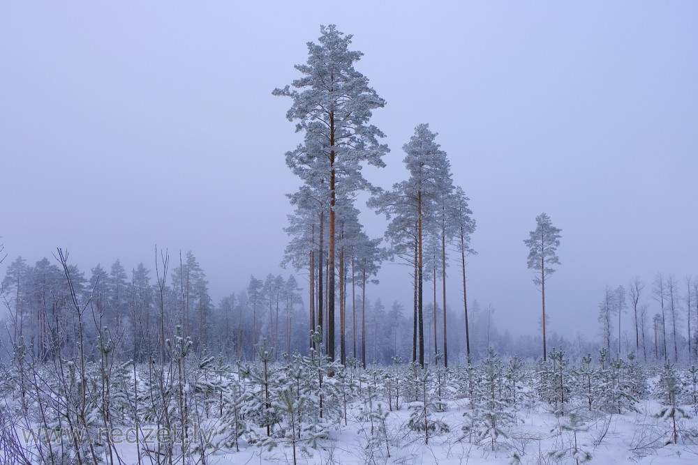 Young Pine Tree in Winter