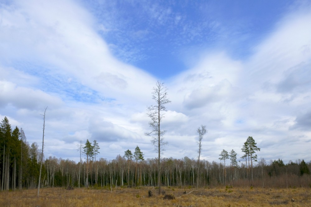 Forest Landscape in Spring