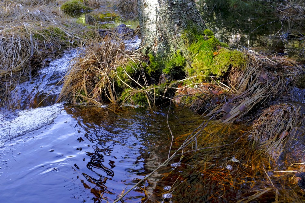 Flooded forest in spring