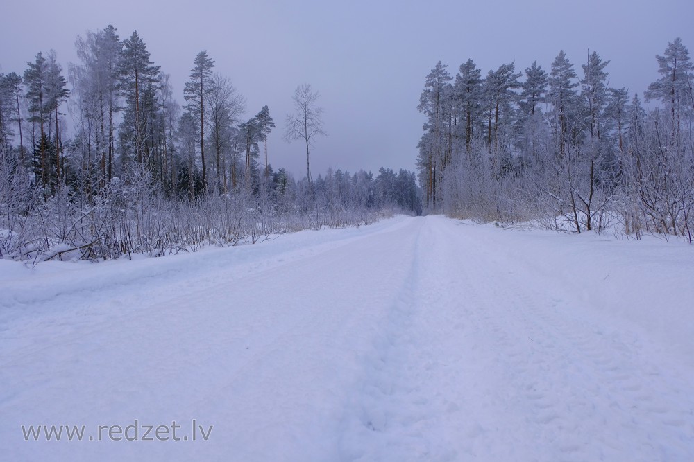 Forest Road in Winter