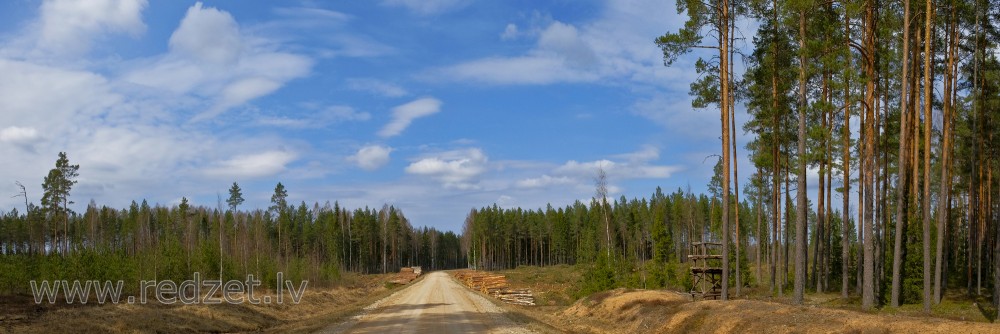 Meža pavasara panorāma