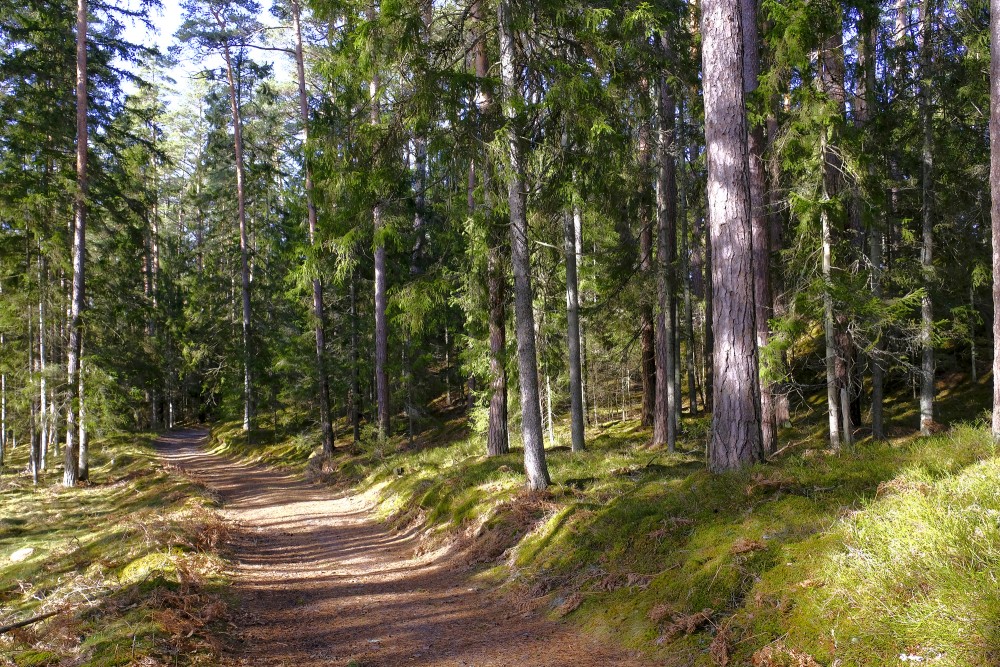 Forest in spring