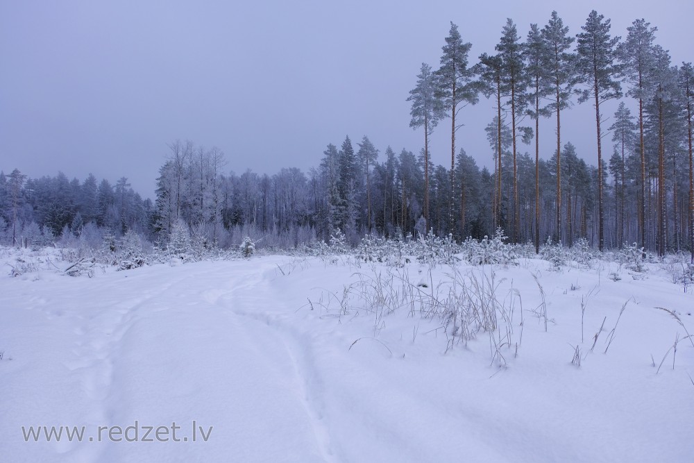 Forest in Winter