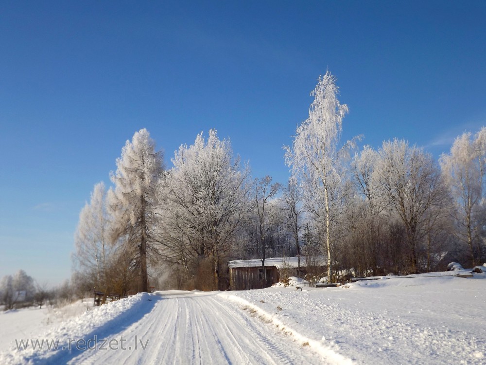 Frost Covered Trees On A Cold, Winter Day