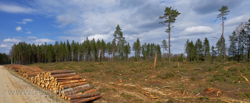 Clearcutting Panorama