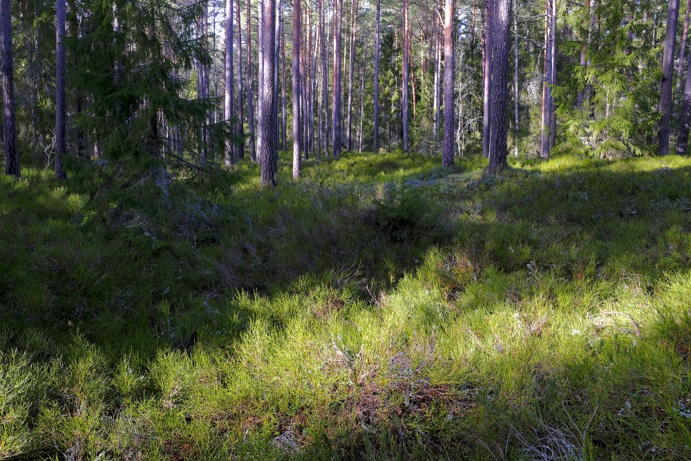 Spring Forest Landscape