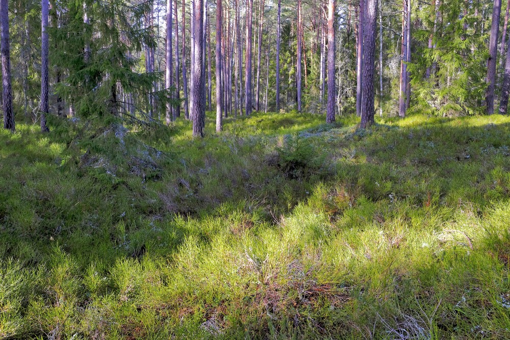 Meža pavasara ainava