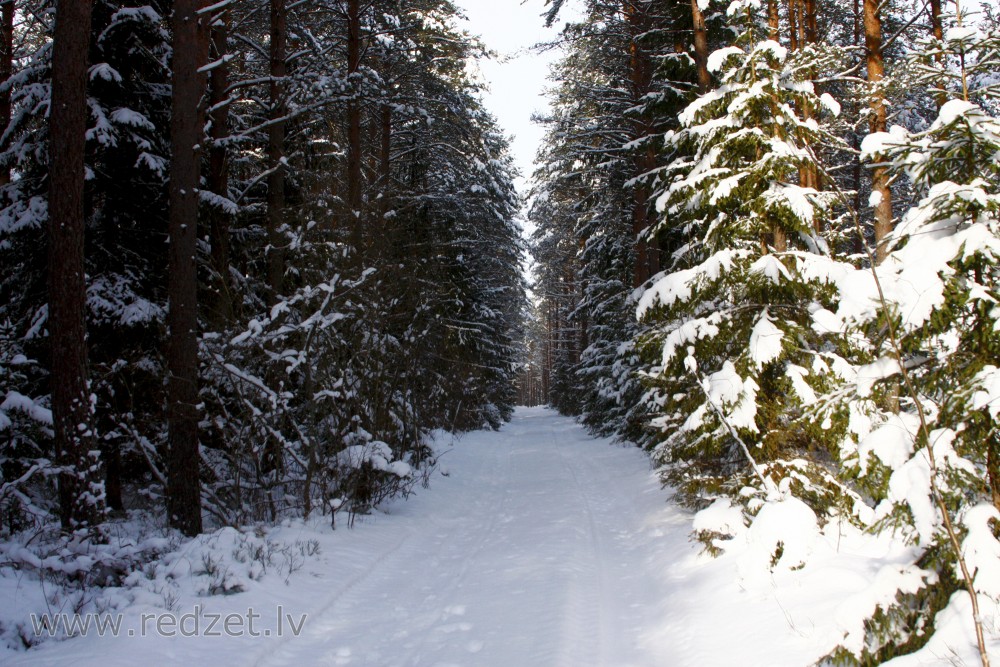 Meža ceļš ziemā