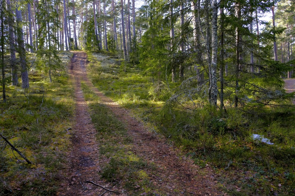 Forest Landscape