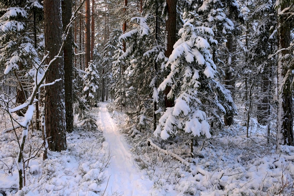 Vasenieku purva taka ziemā