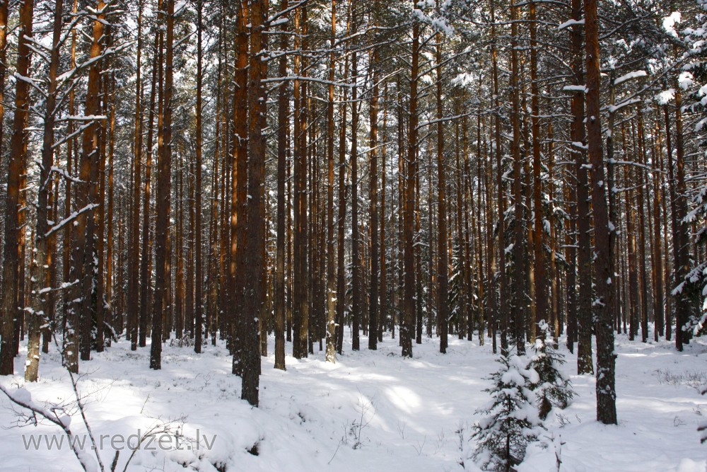 Priežu mežs ziemā