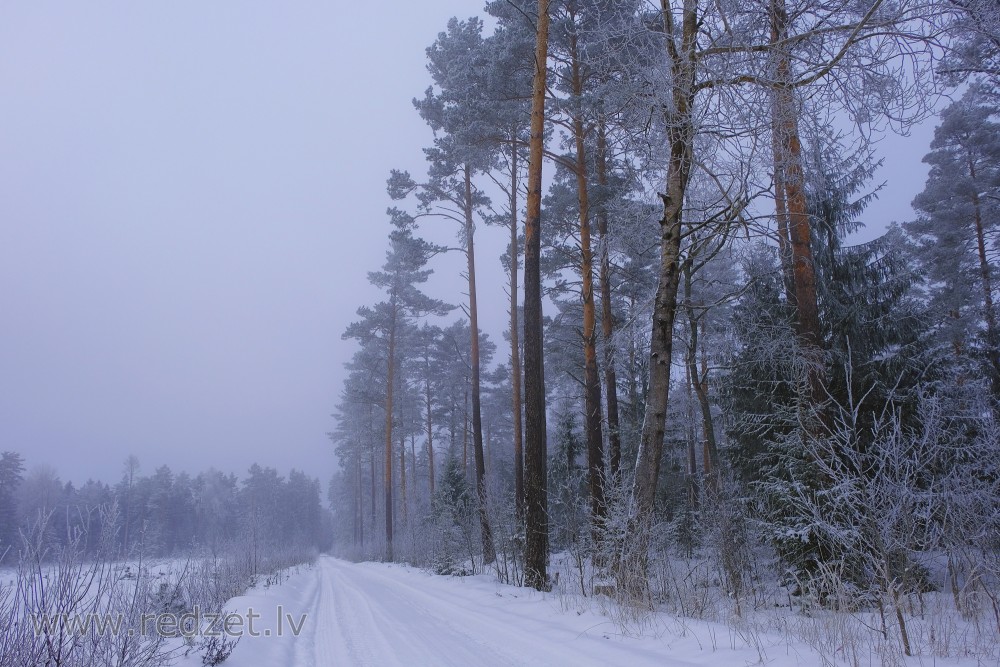 Forest Road in Winter