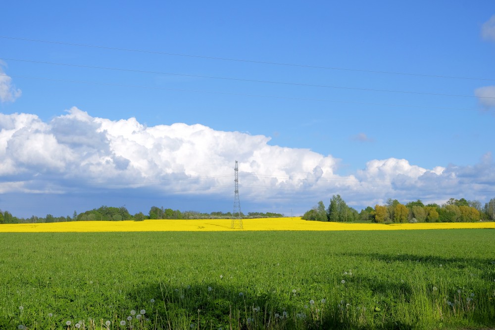 Rural Landscape, Countryside, Rapeseed Field