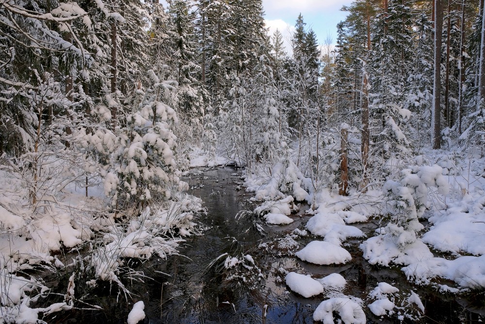 Forest Stream in Winter