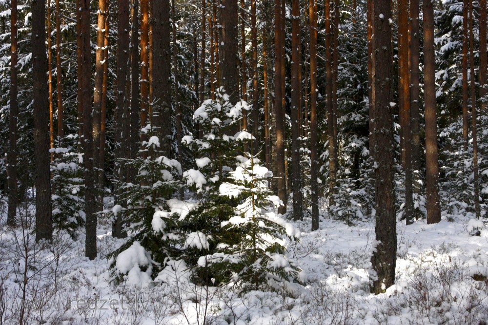 Meža ainava ziemā