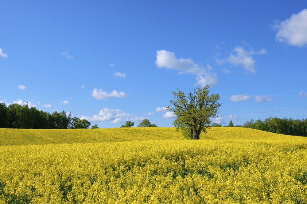 Rapeseed Field with Oak Tree, Landscape